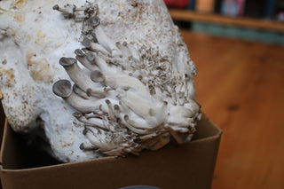 Oyster Mushroom Grow Kit