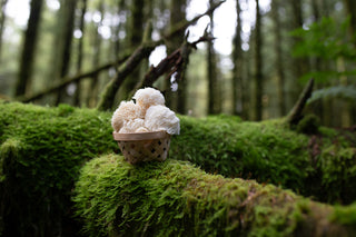 Shroom Talk: The Enigmatic World of Functional Mushrooms