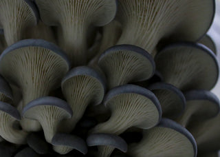 Oyster Mushroom Grow Kit Care Guide
