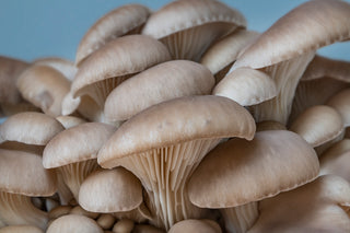 Welcome to Shroom Talk: Cultivating Connections and Well-being